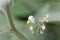 Flower of a wonderberry, Solanum retroflexum