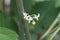 Flower of a wonderberry, Solanum retroflexum