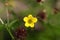 Flower of a wood avens herb