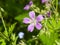 Flower of Wood cranesbill or Geranium sylvaticum with defocused background macro, selective focus, shallow DOF