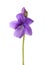 Flower of Wood Violet Viola Odorata isolated on white background