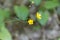 Flower of a Woolly buttercup Ranunculus lanuginosus