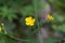 Flower of a Woolly buttercup Ranunculus lanuginosus