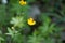 Flower of a Woolly buttercup Ranunculus lanuginosus