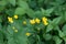 Flower of a Woolly buttercup Ranunculus lanuginosus