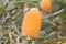 Flower of Woolly Orange Banksia with serrated leaves and beautiful white inflorescences