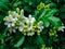Flower (Wrightia Antidysenterica or idda Flower