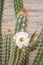 Flower of the xique xique cactus Pilosocereus gounellei - Piaui state, Northeast Brazil