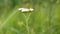 Flower of yarrow, milfoil or common yarrow