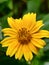 Flower yellove yellow green garden Daisy love nature background image