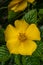 Flower of Yellow Alder