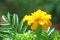 Flower yellow American marigold on blackground