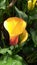 Flower yellow-Burgundy Calla on the background of green leaves