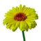 Flower yellow carmine calendula, isolated on a white background. Close-up.