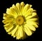 Flower yellow Chamomile on black isolated background with clipping path. Daisy orange-yellow with droplets of water for design. C