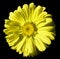 Flower yellow Chamomile on black isolated background with clipping path. Daisy yellow with droplets of water for design. Closeup.