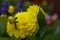 Flower yellow chrysanthemum close up macro , Isolated, Chrysanthemum Flowers background, Wallpaper sample.