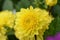 Flower yellow chrysanthemum close up macro , Isolated, Chrysanthemum Flowers background, Wallpaper sample.