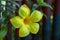 Flower Yellow Close up Oleander Background