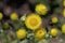 Flower of the Yellow Coastal Everlasting, Helichrysum decorum