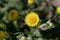 Flower of the Yellow Coastal Everlasting, Helichrysum decorum