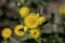 Flower of the Yellow Coastal Everlasting, Helichrysum decorum