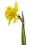 Flower of yellow Daffodil (narcissus), isolated on white