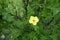 A flower of yellow Dasiphora fruticosa