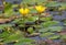 Flower of yellow floating heart, aquatic plant, Nymphoides peltata
