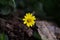 Flower yellow flower | Definition, Anatomy