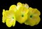 Flower yellow geranium. Isolated on a black background. Close-up. without shadows. For design.