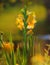 Flower of yellow gladiolus