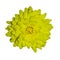 Flower yellow isolated chrysanthemum