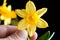 Flower of yellow narcissus closeup in hand on a black background, isolate. Petals and pistils with ticles