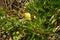 A flower of yellow Oenothera macrocarpa