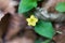 Flower of a yellow pimpernel Lysimachia nemorum