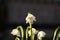 Flower with yellow rather than green marks in golden hour. Detail on Leucojum vernum. Sprin flowers grow up in these days. Magical