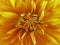 Flower yellow-red. Closeup. blooms beautiful dahlia. for design.