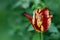 Flower yellow and red striped tulip closeup