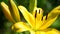 Flower yellow varietal lilies close-up