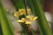 Flower of yellow walking iris (Trimezia steyermarkii)