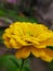 Flower yellowflower macrophotography mobilephotography photographer