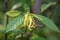 Flower of a Ylang Ylang tree, Cananga odorata