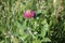 Flower of zigzag clover Trifolium medium plant in green meadow
