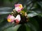 The flower of Zingiber ottensii Valeton