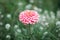 Flower zinnia, garden flowers, isolated