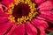 Flower Zinnia They are  native to the scrub of the Southwest United States to South America with a center of diversity in Mexico