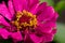Flower Zinnia   They are native to the scrub of the Southwest United States to South America with a center of diversity in Mexico