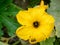 Flower of zucchini with bees. Pollination of flowers.