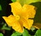 Flower of Zucchini, zucchini or zucchinis,